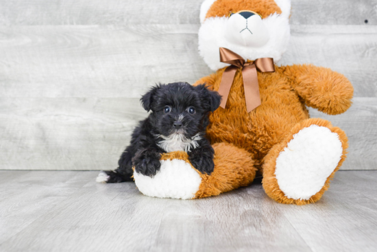 Morkie Pup Being Cute