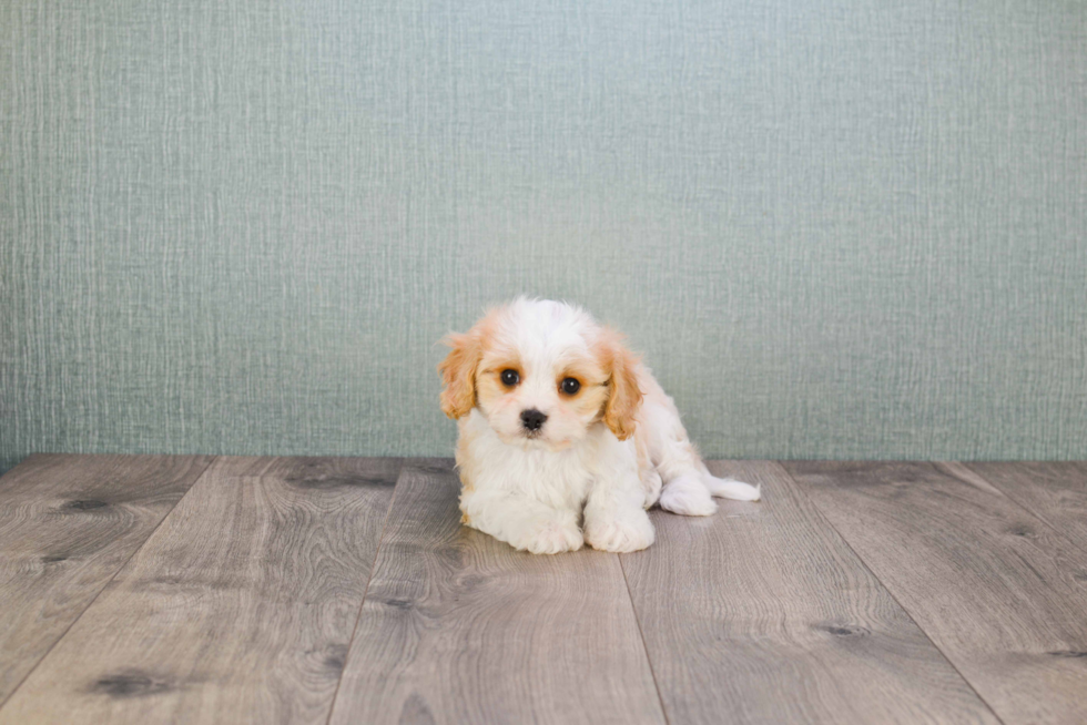 Happy Cavachon Baby