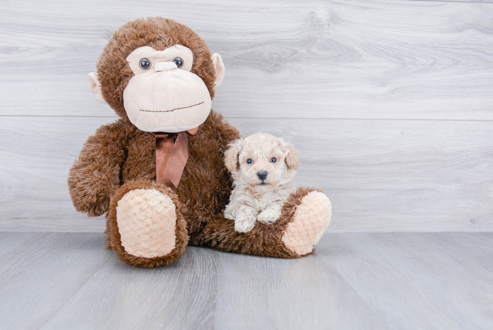 Small Maltipoo Baby