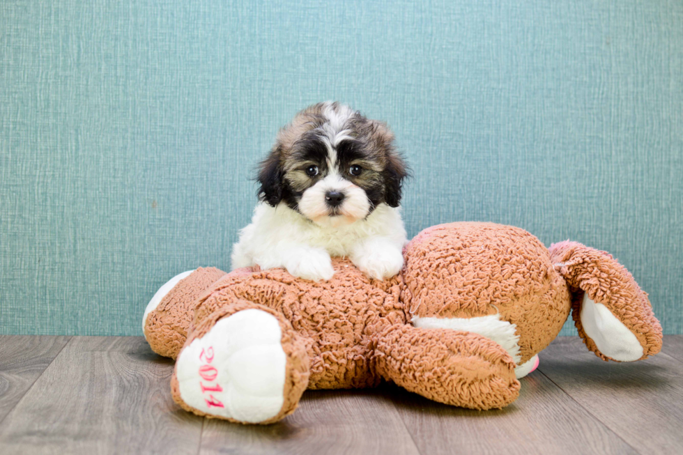 Teddy Bear Puppy for Adoption