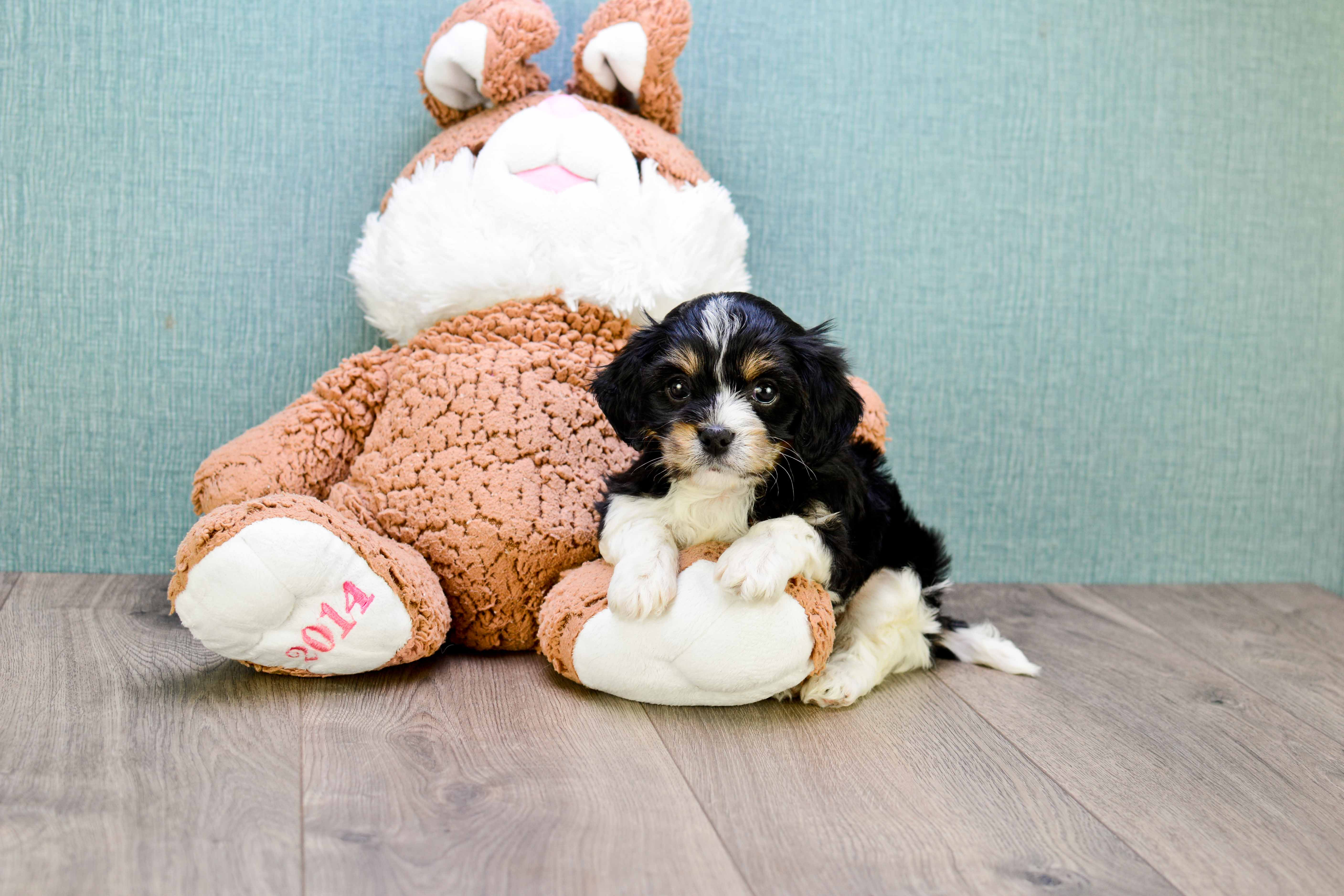 Energetic Cavalier Designer Puppy