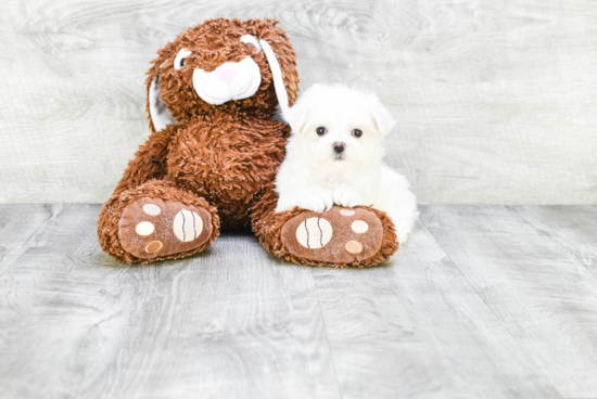 Maltese Puppy for Adoption