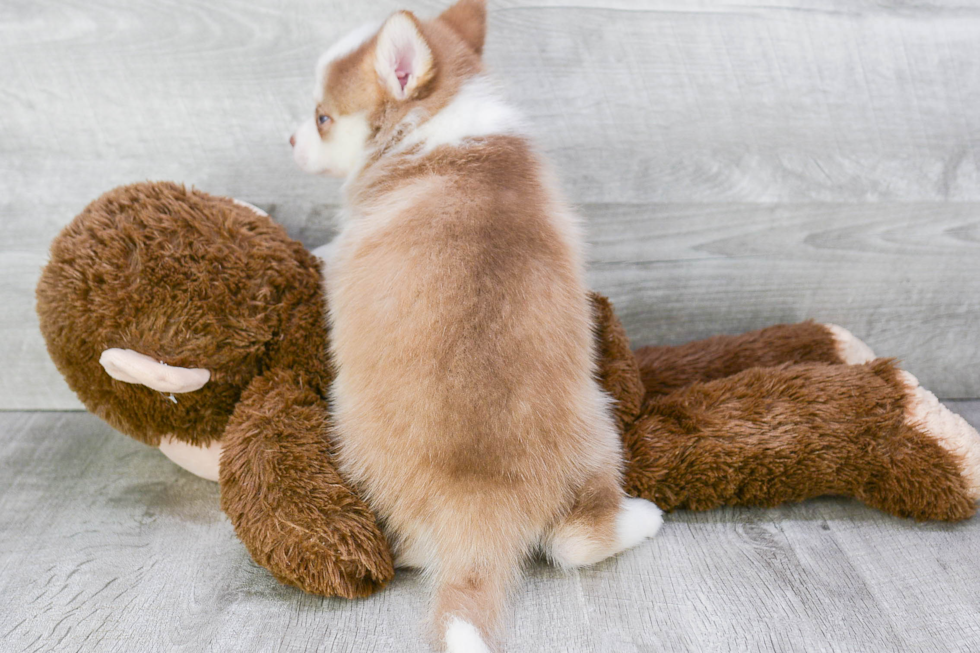 Pomsky Puppy for Adoption