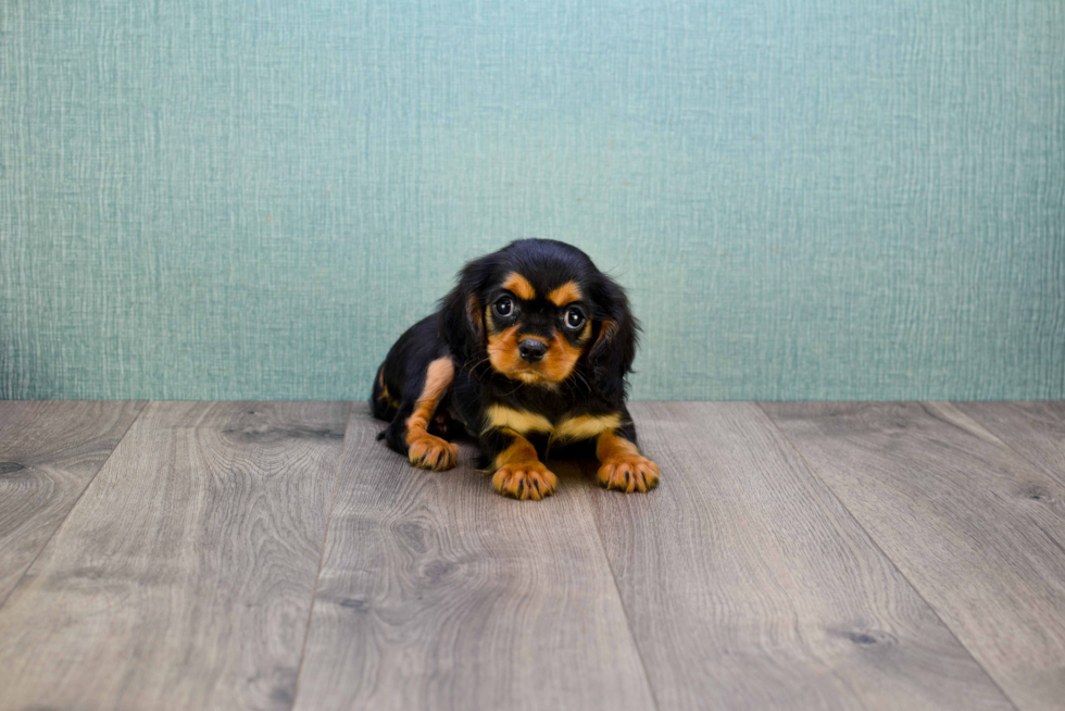 Hypoallergenic Cavalier King Charles Spaniel Purebred Pup