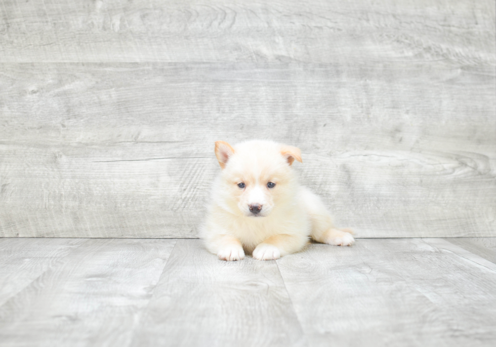 Playful Mini Husky Designer Puppy