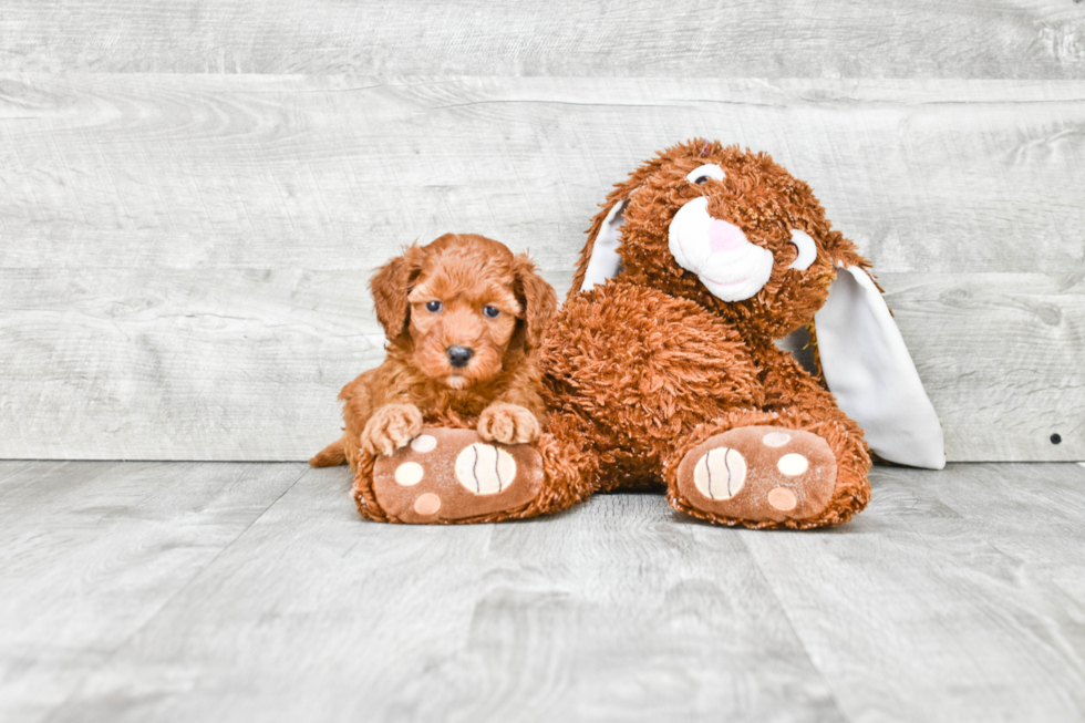 Petite Mini Goldendoodle Poodle Mix Pup