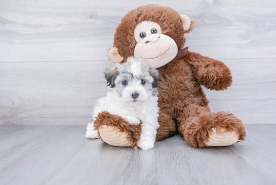 Petite Havanese Purebred Puppy