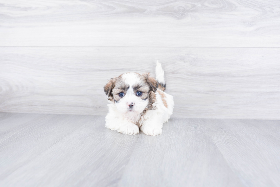 Friendly Teddy Bear Baby