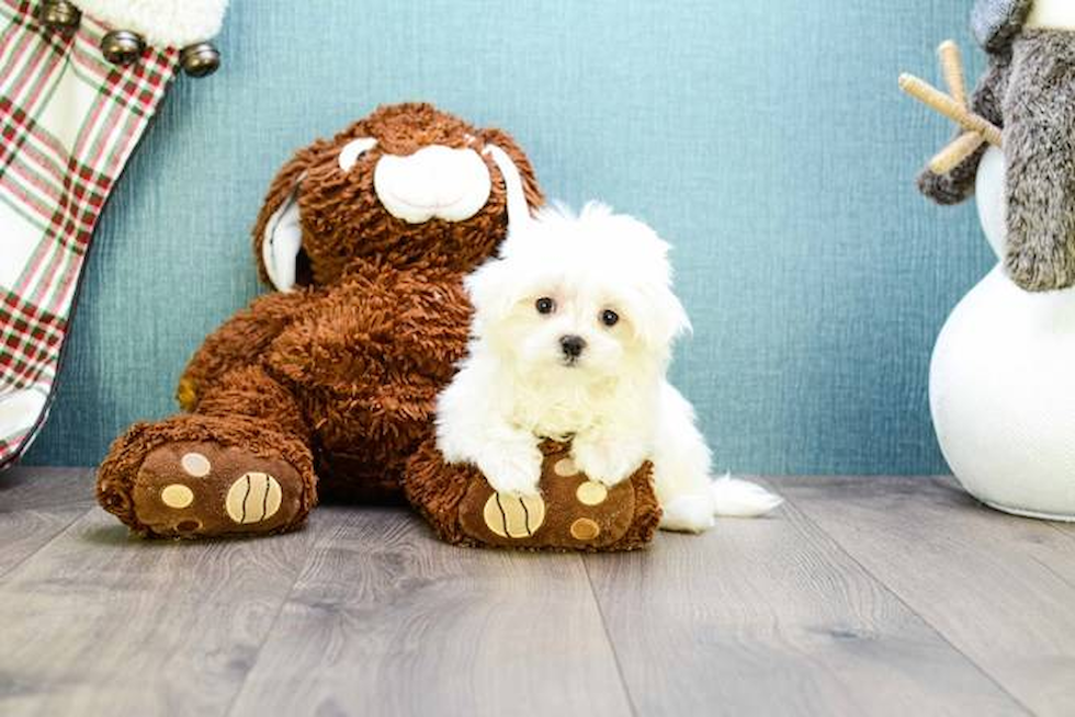 Maltese Pup Being Cute