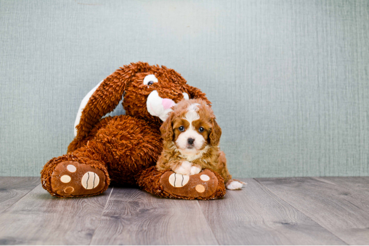 Little Cavoodle Poodle Mix Puppy