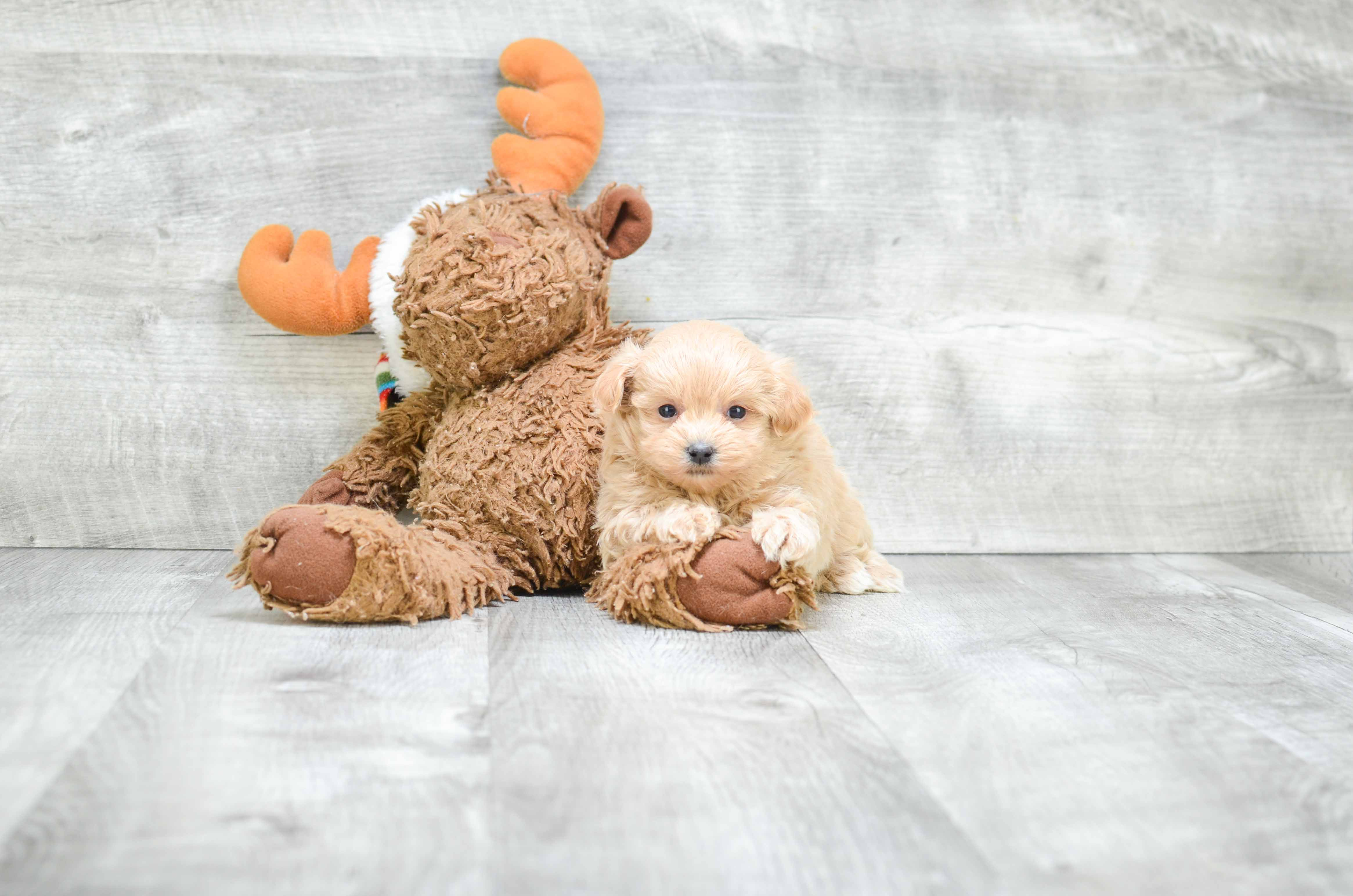 Best Maltipoo Baby