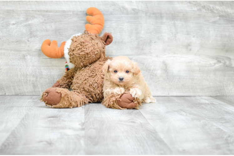 Best Maltipoo Baby