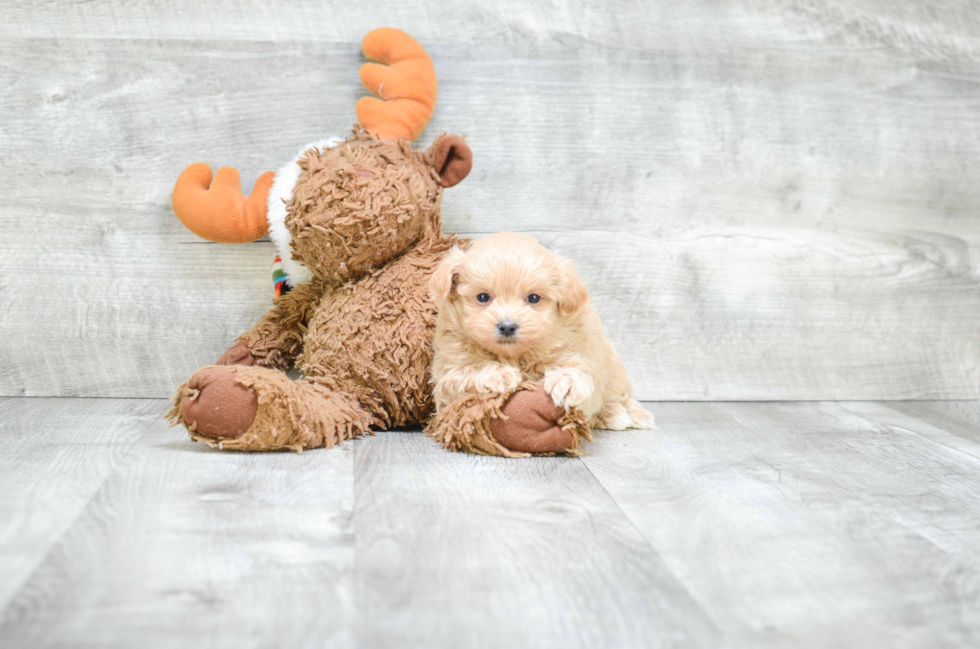 Best Maltipoo Baby