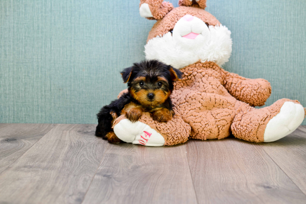 Meet Bella - our Yorkshire Terrier Puppy Photo 