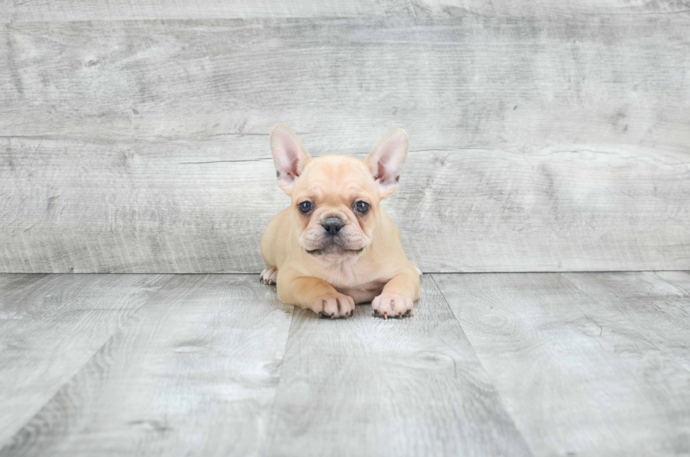 Best French Bulldog Baby