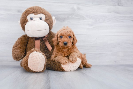 Petite Mini Goldendoodle Poodle Mix Pup