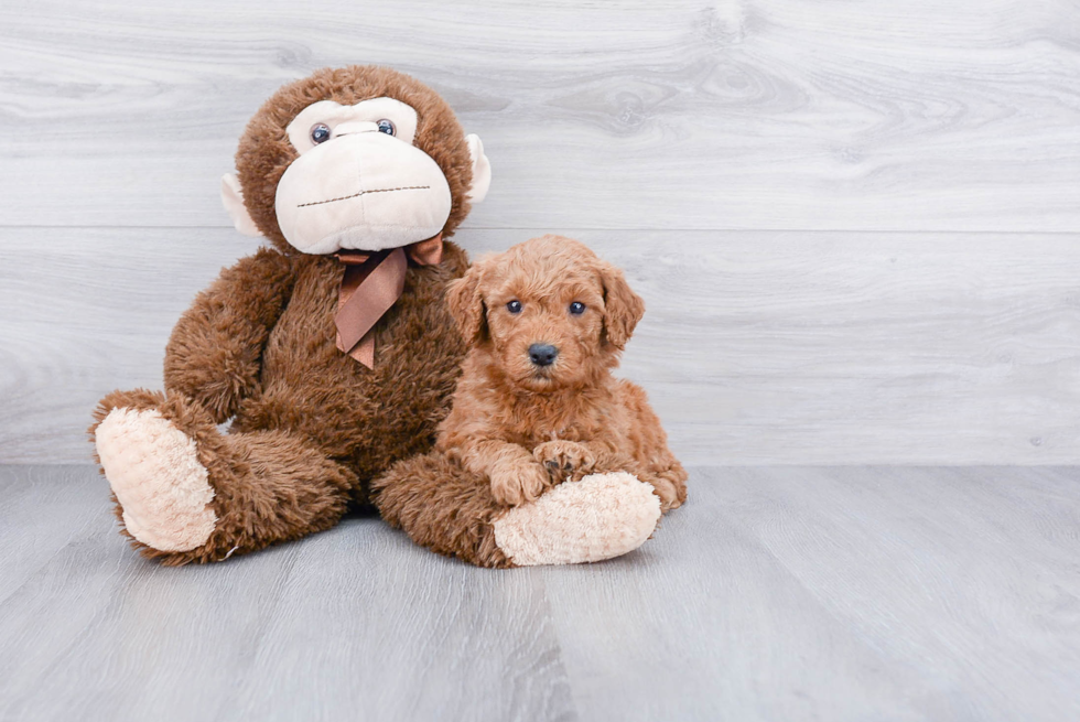 Funny Mini Goldendoodle Poodle Mix Pup