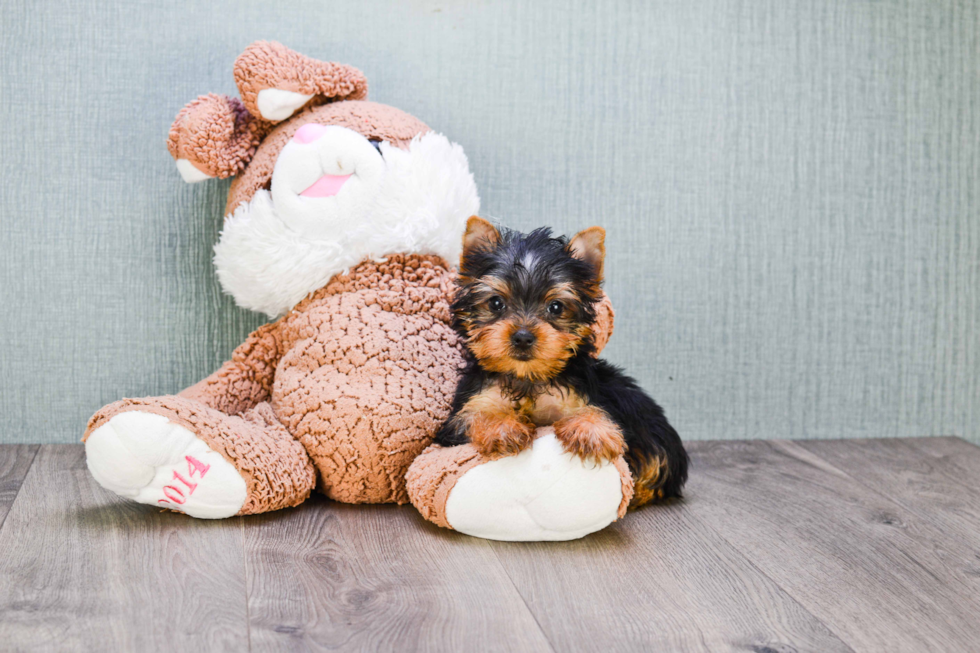 Meet Nugget - our Yorkshire Terrier Puppy Photo 