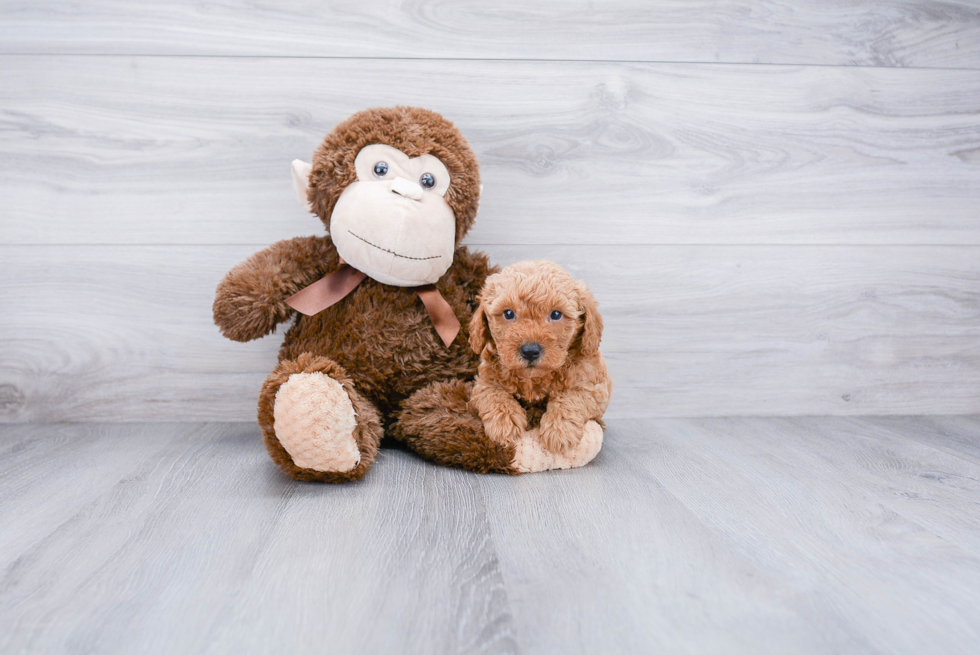 Poodle Pup Being Cute