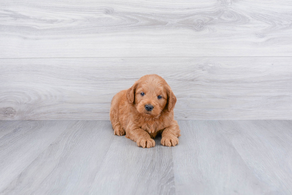 Mini Goldendoodle Puppy for Adoption