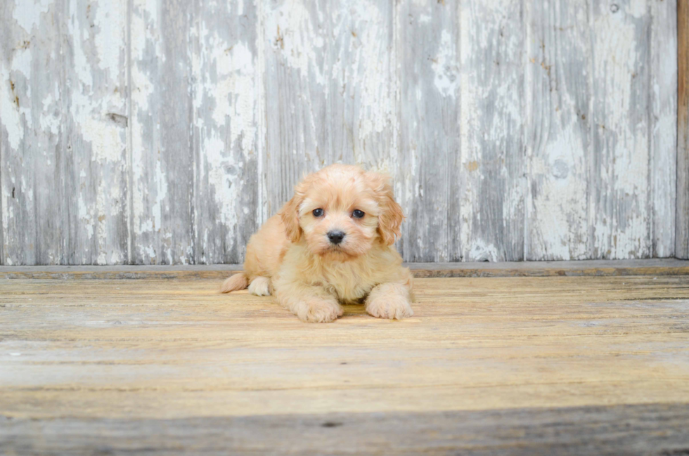 Little Cavalier Designer Puppy