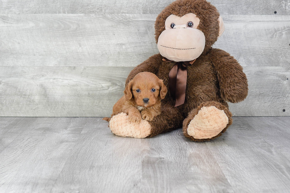 Cavapoo Pup Being Cute