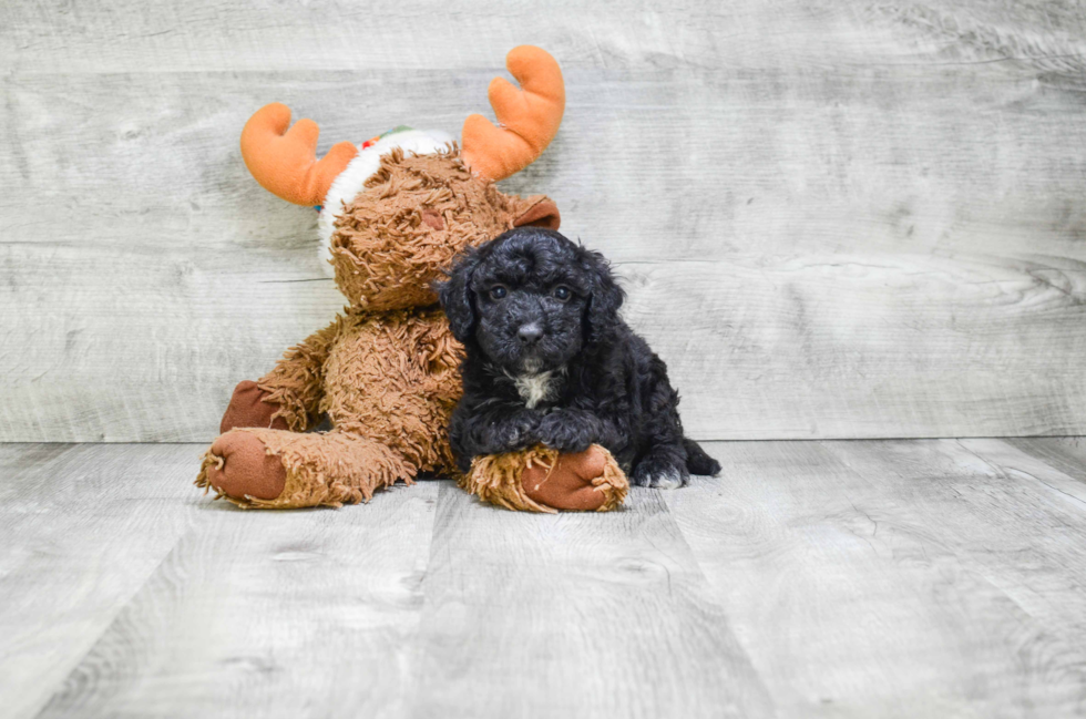 Mini Bernedoodle Puppy for Adoption