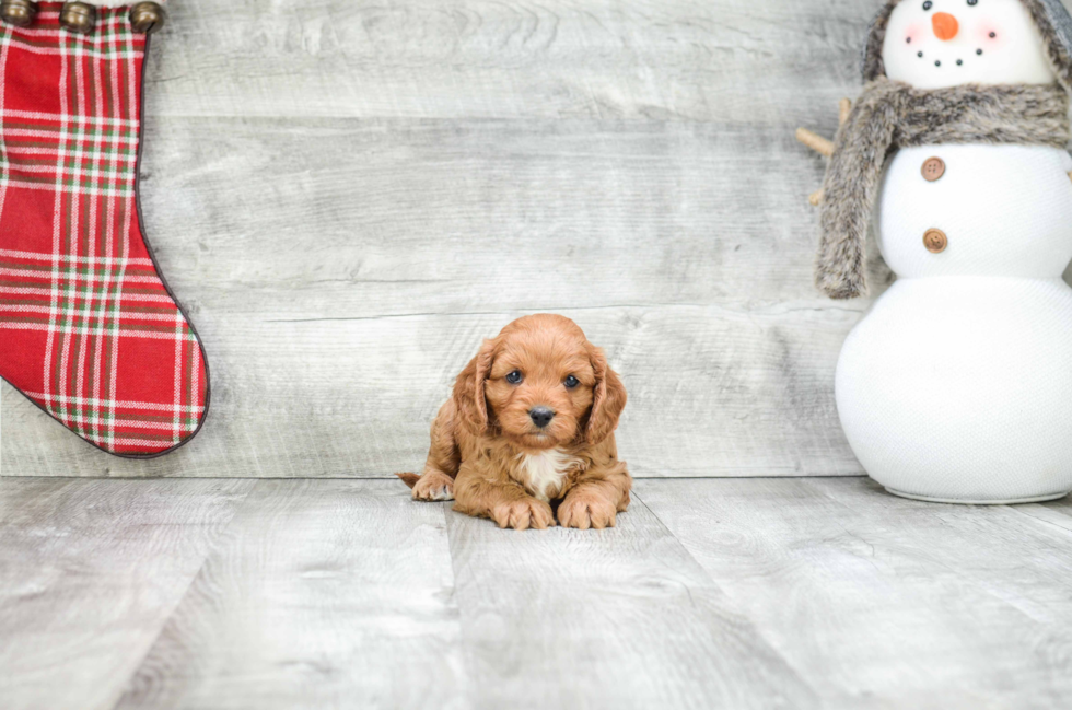 Best Cavapoo Baby