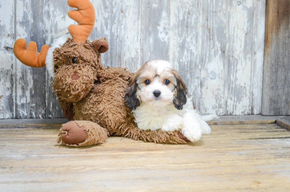 Smart Cavachon Designer Pup