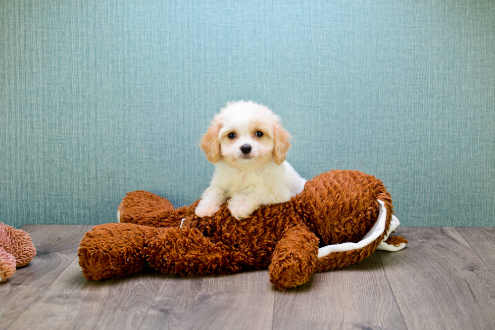 Friendly Cavachon Baby