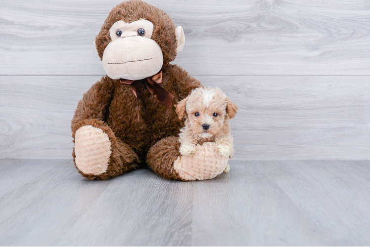 Maltipoo Pup Being Cute