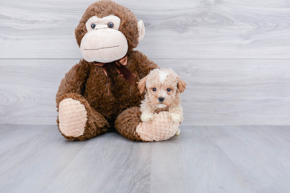 Maltipoo Pup Being Cute