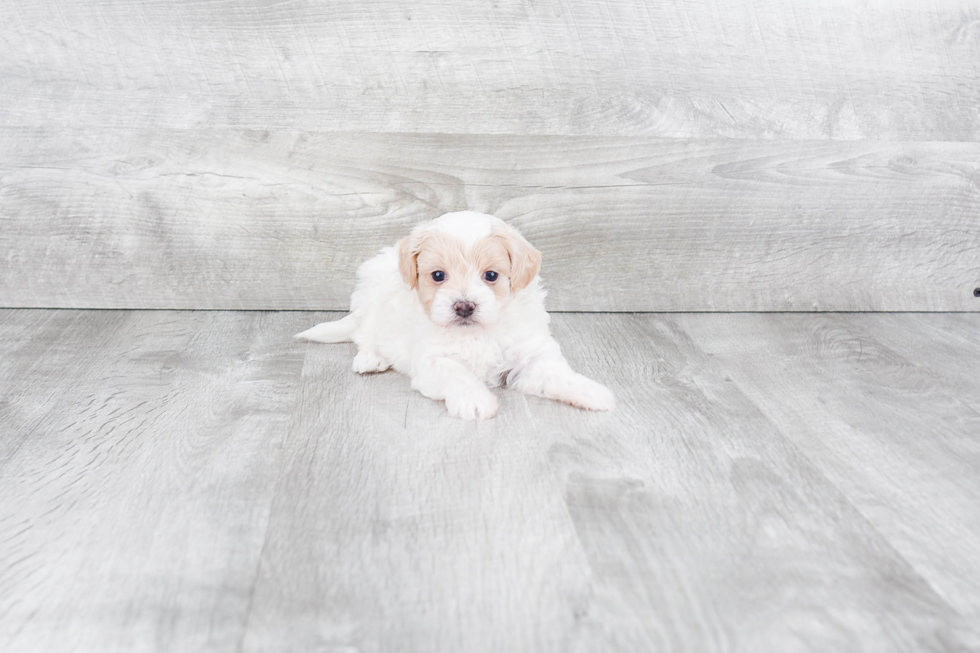 Maltipoo Puppy for Adoption