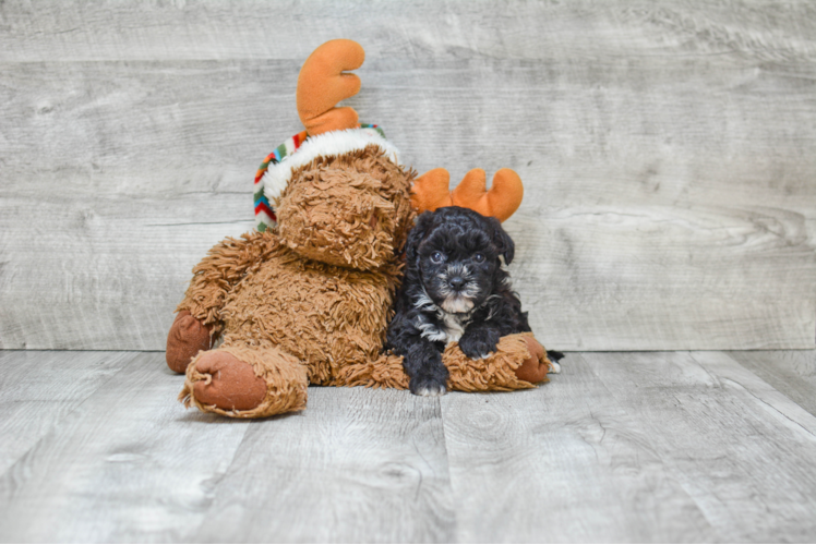 Popular Maltipoo Poodle Mix Pup