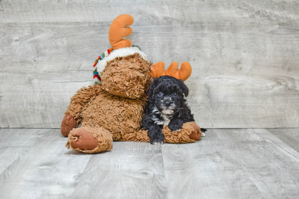 Popular Maltipoo Poodle Mix Pup