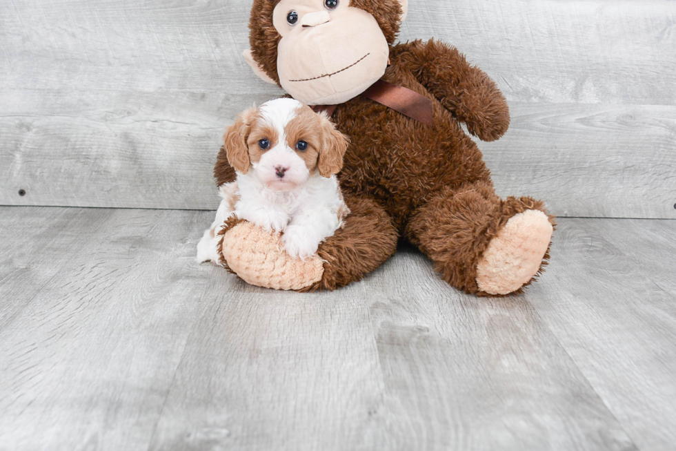 Small Cavapoo Baby