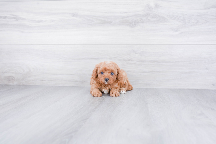 Friendly Cavapoo Baby