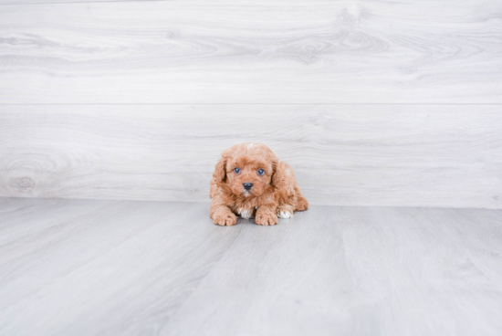 Friendly Cavapoo Baby