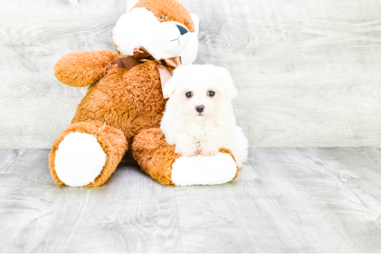 Little Maltese Baby