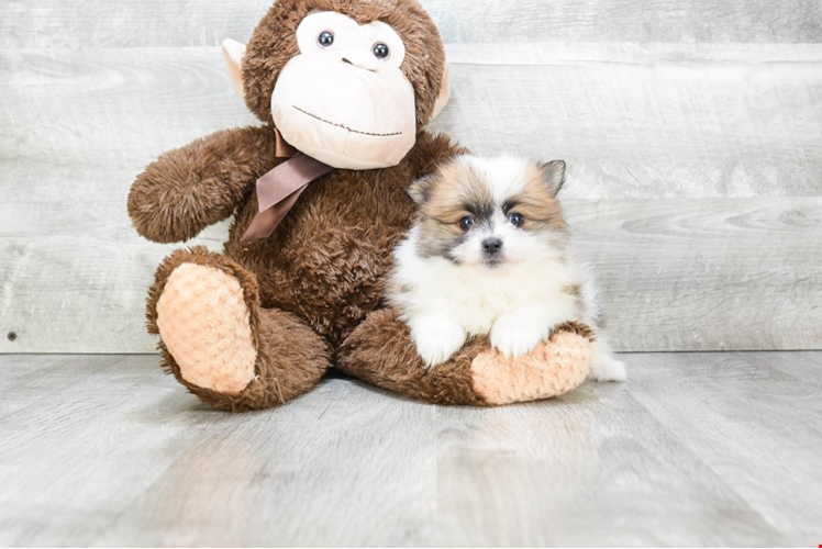 Playful Pomeranian Baby