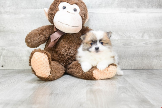 Playful Pomeranian Baby