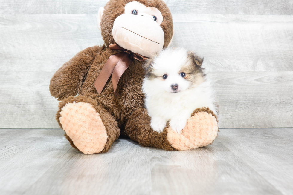 Hypoallergenic Pomeranian Baby