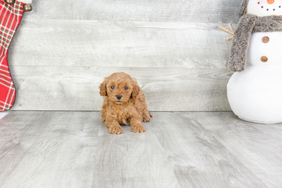 Popular Cavapoo Poodle Mix Pup