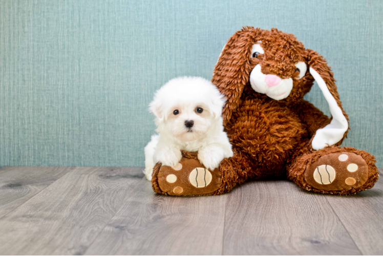 Playful Maltese Baby