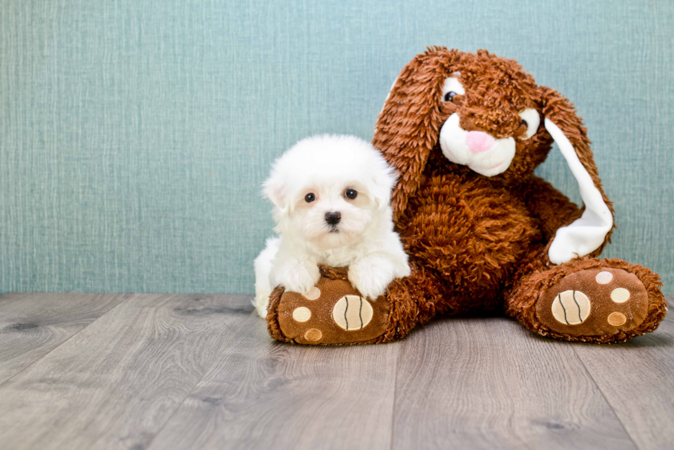 Playful Maltese Baby