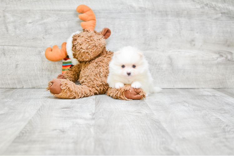 Friendly Pomeranian Baby