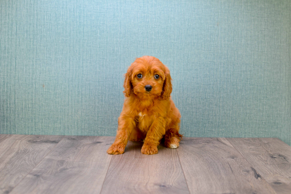 Funny Cavapoo Poodle Mix Pup