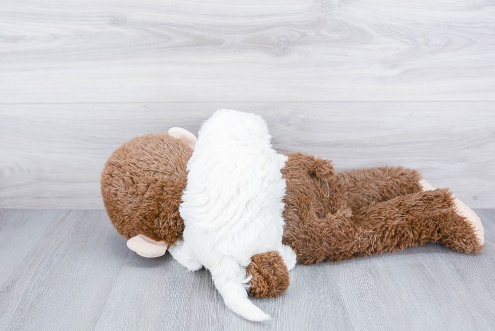 Best Maltipoo Baby