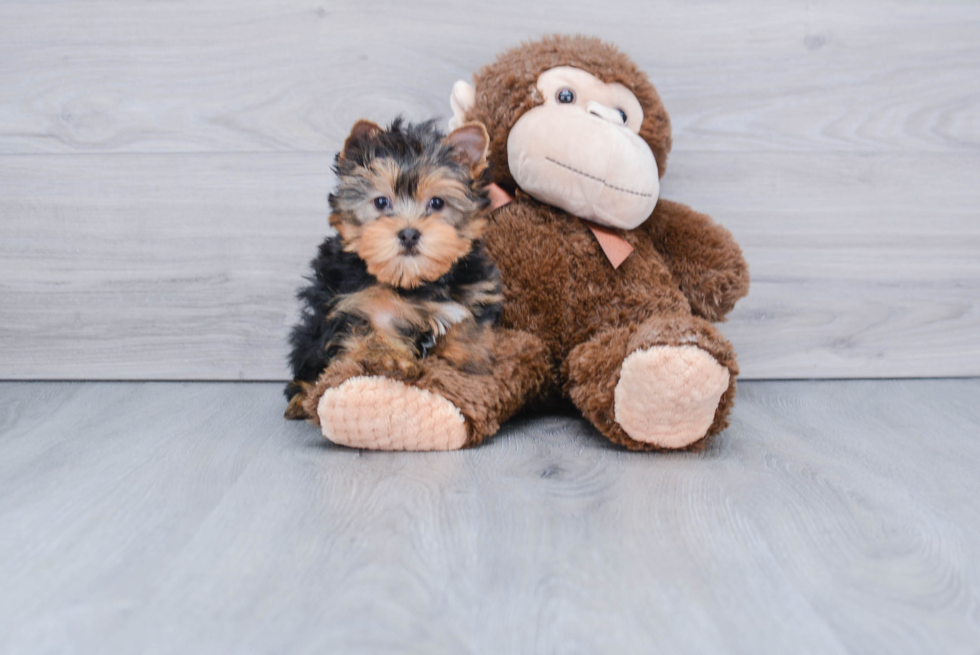 Meet Joey - our Yorkshire Terrier Puppy Photo 