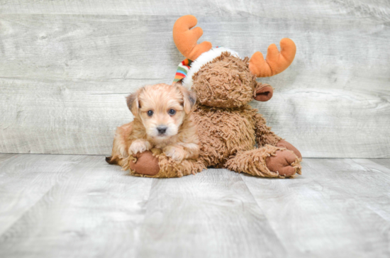 Energetic Yorkie Designer Puppy